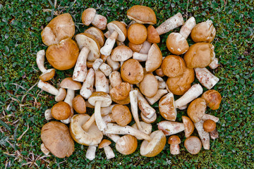 Fresh edible mushrooms in the grass. Gathering mushrooms.