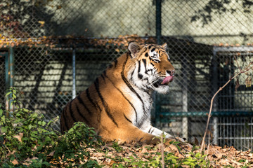Tiger - Panthera tigris