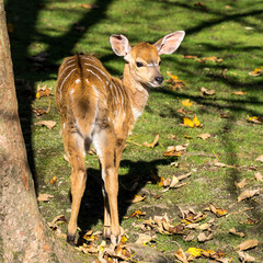 Nyala angasii