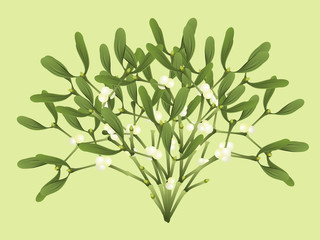 Mistletoe (Viscum album). Hand drawn realistic vector illustration of mistletoe sprigs.