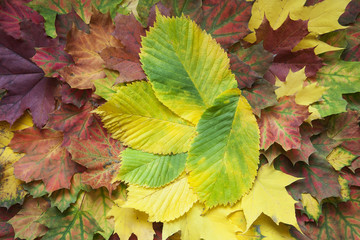 Colorful autumn background of leaves. 
