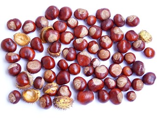 brown fruits of chestnut tree