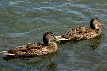 Kaczki nad Bałtykiem w Świnoujściu © Pawel Gruntowicz