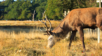 Stag grazing in Richmond Park, London