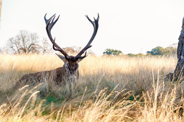 Red deer in Richmond Park, London