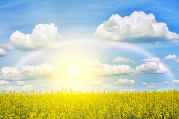 Field with rape takes up less of the image. yellow bright flowers. . Sunny bright day. Beautiful sky with sun and rainbow lines.
