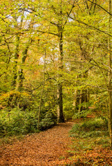Beautiful Autumn colours at Styal Country Park, Wilmslow, Cheshire, uk