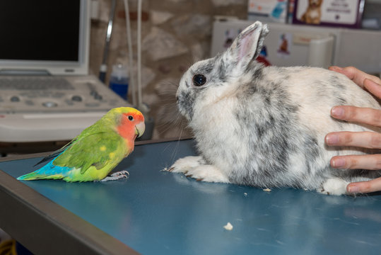 La perruche et le lapin.