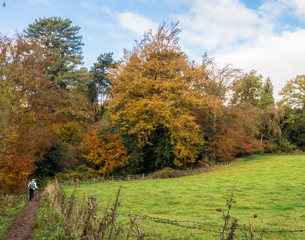 Beautiful Autumn colours on trees at Styal Country Park, Wilmslow, Cheshire, uk