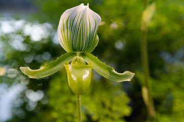 one lovely green orchid from asia