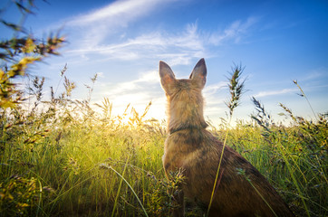 Small chihuahua dog enjoying golden sunset in grass. It stands back to camera on colorful field. Blue sky and white clouds around. Shot from down