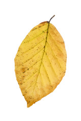 Obraz premium Buchenblatt mit Herbstfärbung, freisteller
