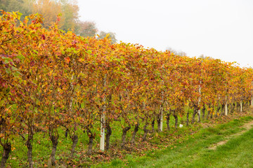 Naklejka premium Colorful Rows of Vineyard in Wine Growing in autumn /Italy/ Europe
