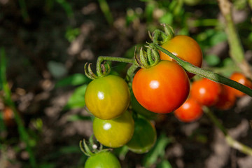 Greeny cherry tomatoes - A bunch unripe cherry tomatoes in a gre