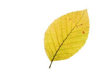 Buchenblatt mit Herbstfärbung, freisteller