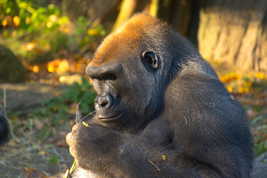 Gorilla Studying a Twig