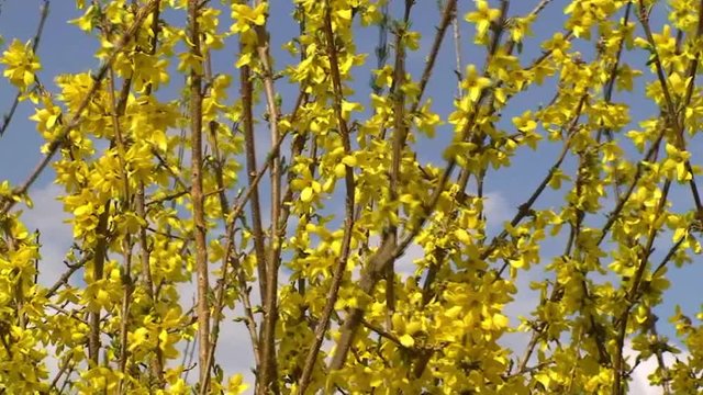 Ein Forsythienstrauch bewegt sich im Wind