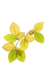 Obraz premium Buchenblätter mit Herbstfärbung, freisteller