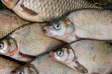 Pile of the common bream fish, crucian fish, roach fish, bleak f