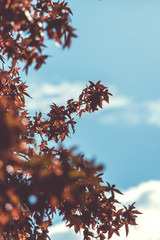 Colores de otoño en hojas de arbol