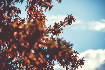 Colores de oto&ntilde;o en hojas de arbol