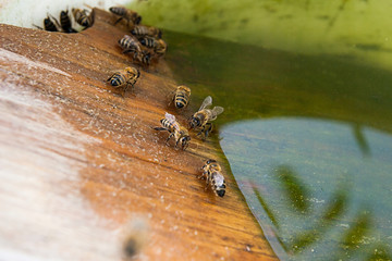 Bees drinking water at the summer.