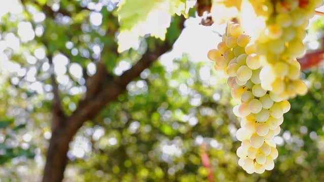 White grape cluster waving at wind at sunny summer day; closeup; 