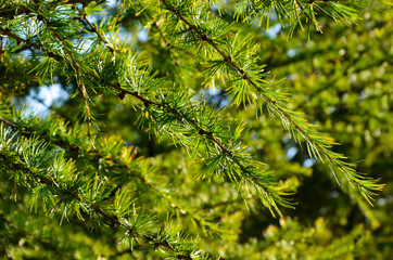 Young conifer of a larch tree closeup