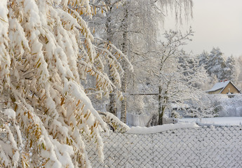 Autumn trees covered with a snow