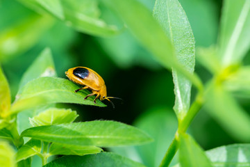 Fototapeta premium orange bug on leaf