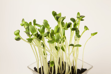 Sunflower sprouts on a bright background. 