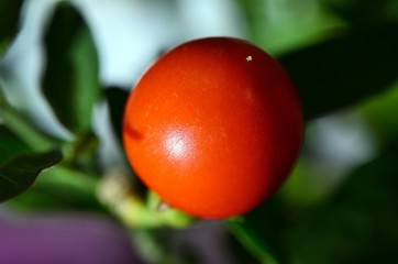 Ornamental hot pepper  /  Detail of the ornamental hot pepper on the multicolored background.