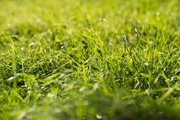 green grass, beautiful sunlight background blur closeup