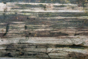 Wood texture of cutted tree trunk. Moss and fungus growing on th
