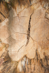Abstract wooden texture.