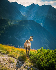 Beautiful chamois mountain goat in natural habitat - obrazy, fototapety, plakaty