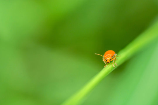 orange bug on leaf
