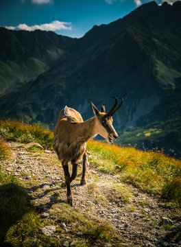 Fototapeta Beautiful chamois mountain goat in natural habitat