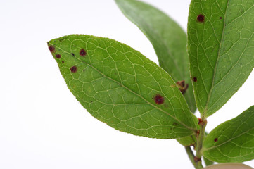 Leaf spots on blueberry - obrazy, fototapety, plakaty