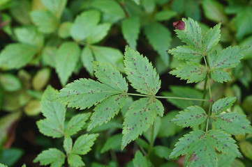 Leaf spots on astilbe
