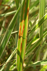 Leaf spots on ornamental grass