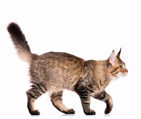 Portrait of domestic black tabby Maine Coon kitten - 5 months old. Cute young cat isolated on white background. Side view of a curious young striped kitty walking.