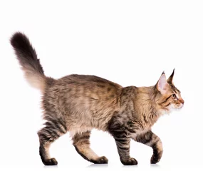 Crédence de cuisine en verre imprimé Chat Portrait de chaton domestique black tabby Maine Coon - 5 mois. Mignon jeune chat isolé sur fond blanc. Vue latérale d& 39 un jeune chaton rayé curieux marchant.
