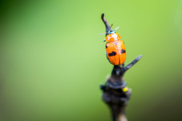 ladybug on dry branch