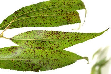 Leaf spots on the leaves of willow - obrazy, fototapety, plakaty