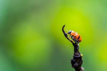 ladybug on dry branch