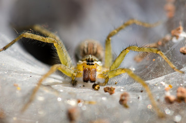 .Ambush prey on spider webs trap nests.
