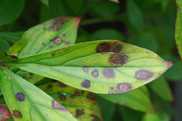 Leaf spots on peony