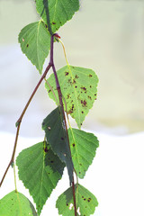 Leaf spots on the leaves of birch - obrazy, fototapety, plakaty