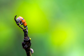 ladybug on dry branch